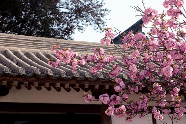 青龍寺櫻花什么時(shí)候開(kāi) 2024西安青龍寺櫻花票價(jià)及開(kāi)放時(shí)間介紹 青龍寺櫻花什么時(shí)候開(kāi) 2024西安青龍寺櫻花票價(jià)及開(kāi)放時(shí)間介紹