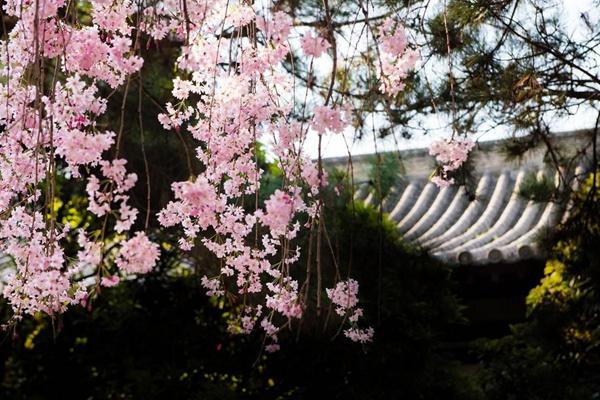 青龍寺櫻花什么時(shí)候開(kāi) 2024西安青龍寺櫻花票價(jià)及開(kāi)放時(shí)間介紹 青龍寺櫻花什么時(shí)候開(kāi) 2024西安青龍寺櫻花票價(jià)及開(kāi)放時(shí)間介紹
