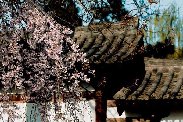 青龍寺櫻花什么時(shí)候開(kāi) 2024西安青龍寺櫻花票價(jià)及開(kāi)放時(shí)間介紹 青龍寺櫻花什么時(shí)候開(kāi) 2024西安青龍寺櫻花票價(jià)及開(kāi)放時(shí)間介紹