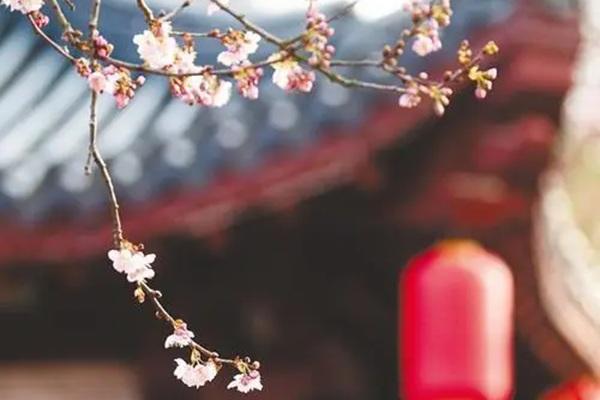 武漢東湖櫻花最佳觀賞時間2024 武漢東湖櫻花最佳觀賞時間2024