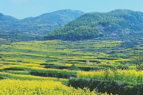 覆卮山油菜花什么時候開 覆卮山油菜花什么時候開